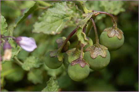 Solanum xanti, Purple Nightshade