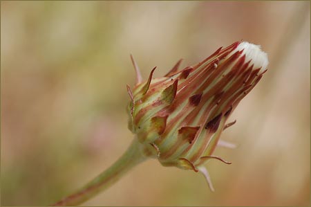 Agoseris grandiflora, California Dandelion