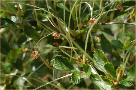 Birch Leaf Mountain Mahogany, Eriodictyon californicum