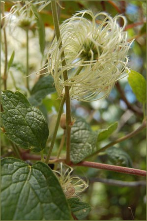 Pipestems, Clematis lasiantha
