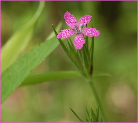 Deptford Pink, Dianthus armeria