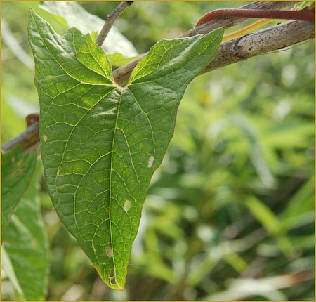 Convolvulus sepium, Hedge Bindweed