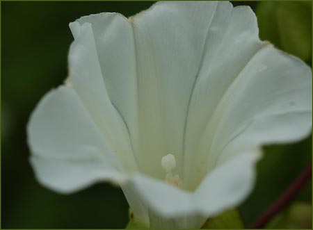 Hedge Bindweed, Convolvulus sepium