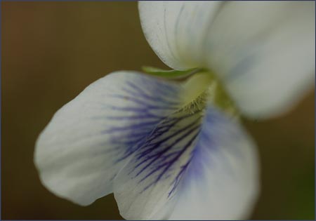Northern Bog Violet, Viola nephrophylla ssp albinea