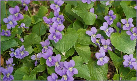 Viola nephrophylla, Northern Bog Violet