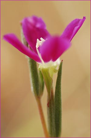 Winecup Clarkia, Clarkia purpurea ssp quadrivulnera