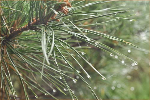 Monterey Pine, Pinus radiata