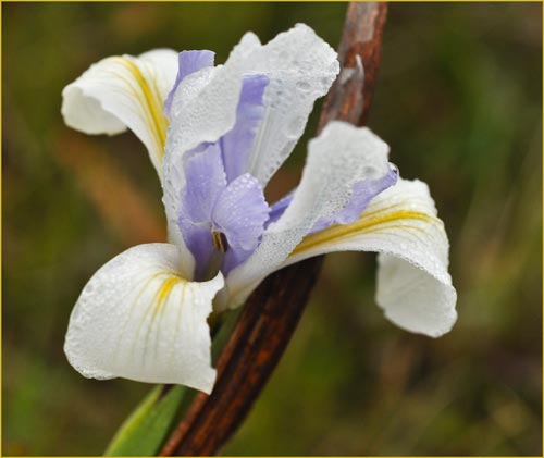 Iris longipetala, Coast Iris