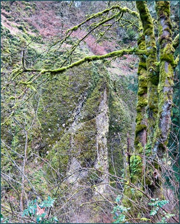 Douglas Fir Forest