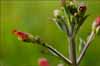Scrophularia californica, California Bee Plant
