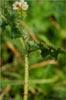 Stinging Phacelia, Phacelia malvifolia