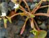 Collinsia exigua ssp glauca, Serpentine Spring Beauty