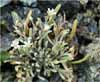 Collinsia exigua, Little Spring Beauty