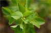 Annual Spurge, Euphorbia spathulata