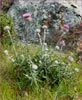 Cirsium occidentale var occidentale, Cobwebby Thistle