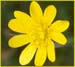 Ranunculus californicus, California Buttercup