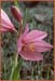 Fritillaria pluriflora, Adobe Lily