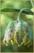 Fritillaria affinis, Mission Bells