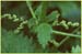 Urtica dioica ssp gracilis, Stinging Nettle