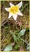 Erythronium helenae, Napa Fawn Lily