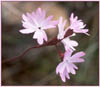 Prairie Star, Lithophragma parviflorum var trifoliatum
