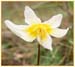 Napa Fawn Lily, Erythronium helenae
