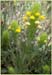 Cream Sacs, Castilleja rubicundula ssp lithospermoides