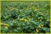 Marsh Marigold, Caltha palustris