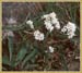 Early Saxifrage, Saxifraga virginiensis