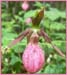 Pink Ladys Slipper, Cypripedium acaule