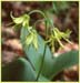 Wood Lily, Lilium umbellatum