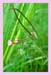 Marsh Willow Herb, Epilobium hornemanii