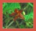 Marsh Cinquefoil, Potentilla palustris