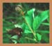 Potentilla palustris, Marsh Cinquefoil