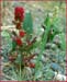 Chenopodium capitatum, Strawberry Spinach