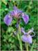 Iris setosa ssp interior, Blue Flag Iris