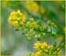Leslia paniculata, Common Mustard