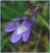 Bog Violet, Pinguicula vulgaris