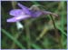 Pinguicula vulgaris, Bog Violet