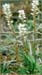 Polygonum viviparum, Alpine Meadow Bistort