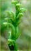 Platanthera hyperborea, Northern Green Bog Orchid