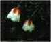 Cassiope stelleriana, Moss Heather