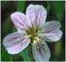 Alaska Spring Beauty, Claytonia sarmentosa