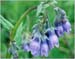 Bluebells, Mertensia paniculata
