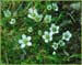 Diapensia lapponicum ssp obovata, Lapland Diapensia
