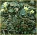 Yellow Spotted Saxifrage, Saxifraga gronchialis