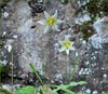 Erythronium californicum, California Fawn Lily