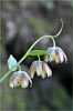 Mission Bells, Fritillaria affinis