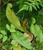 Sarracenia purpurea, Pitcher Plant