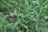 Leucanthemum vulgare, Ox Eye Daisy